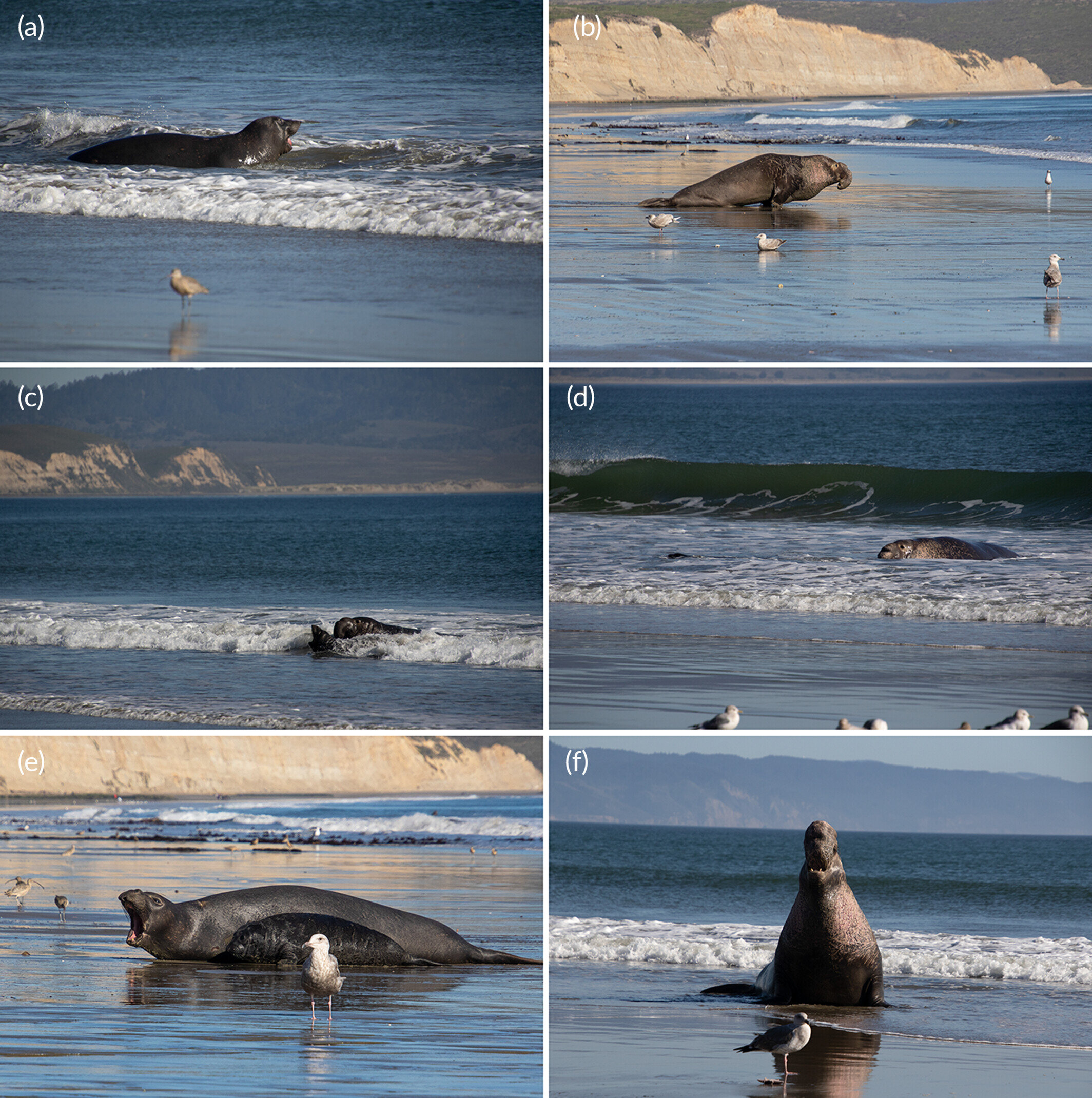 Featured image for "Altruistic Elephant Seal Saves Young Pup in Heroic Act"
