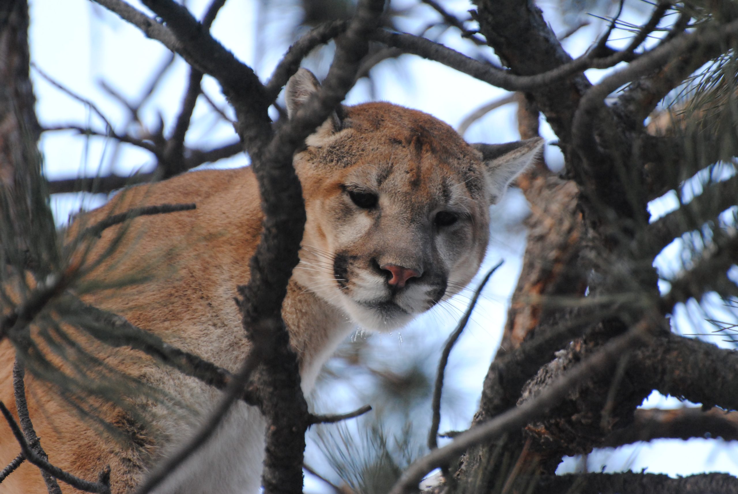 Featured image for Wyoming Study Reveals Mountain Lion Encounters