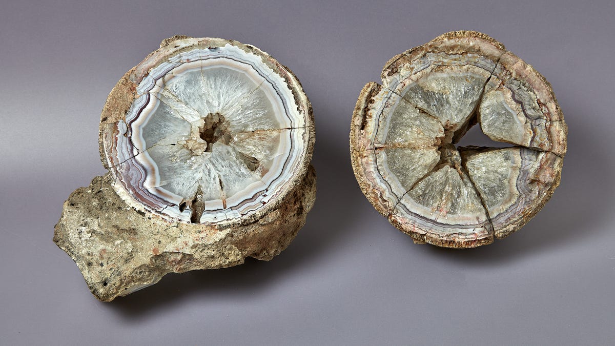 Featured image for Mineral Specimen Unveiled as World's First Dinosaur Egg After 140 Years