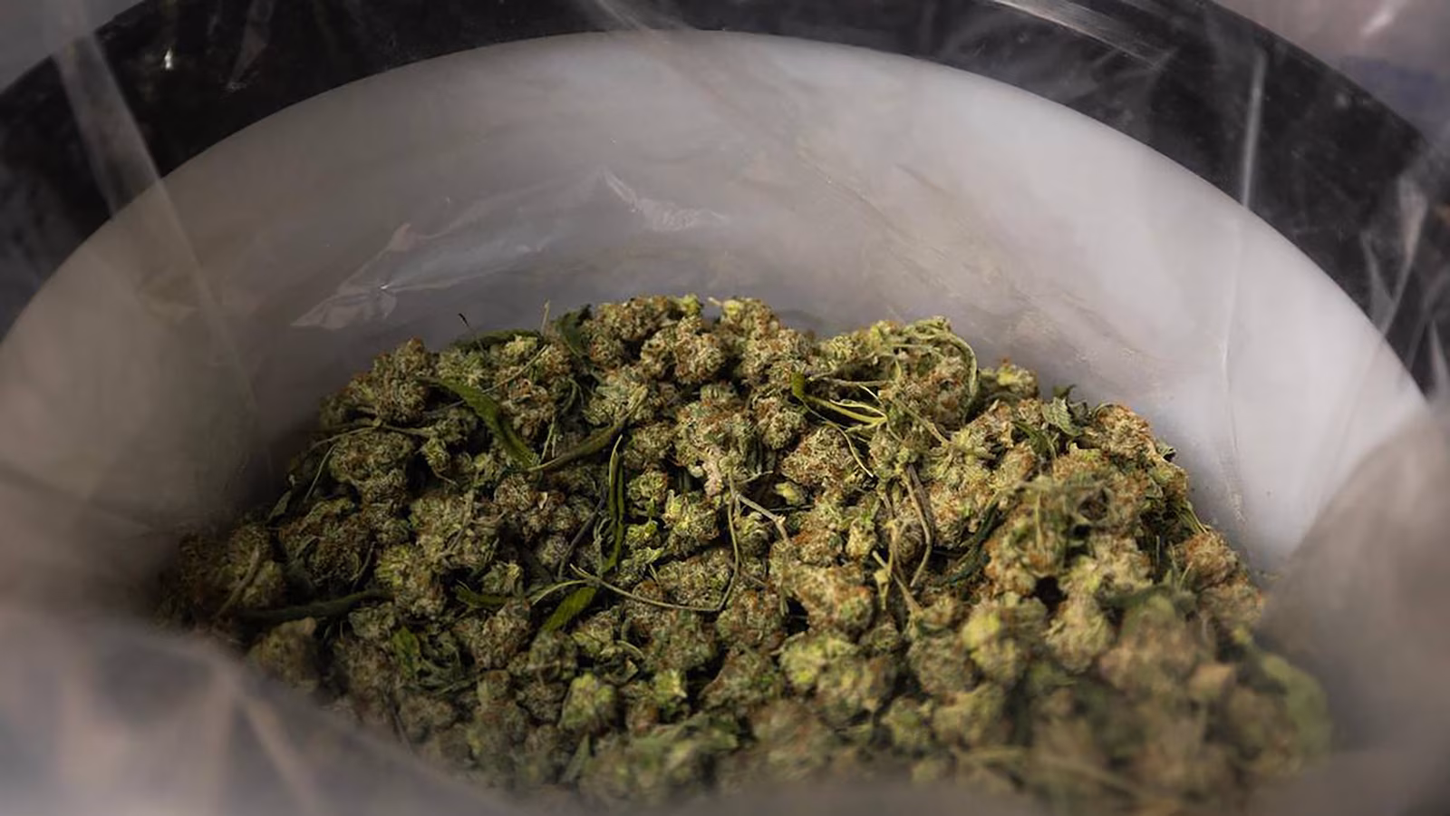 Featured image for Trump considers reclassifying marijuana, sparking industry optimism