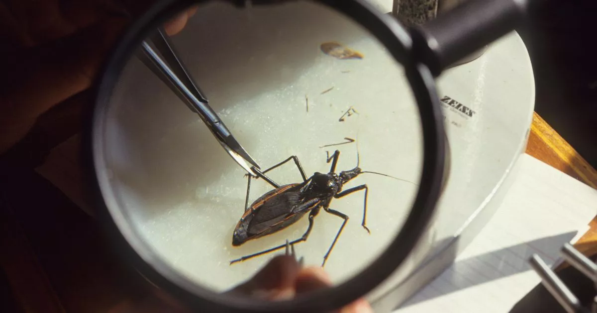 Featured image for The Silent Threat: Unawareness of Chagas Disease's Deadly Presence