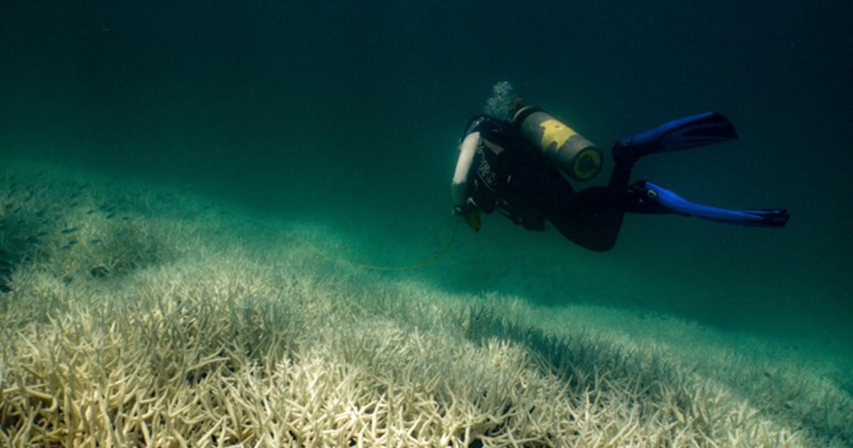 Featured image for "Great Barrier Reef Faces Fifth Mass Coral Bleaching Event in Eight Years"