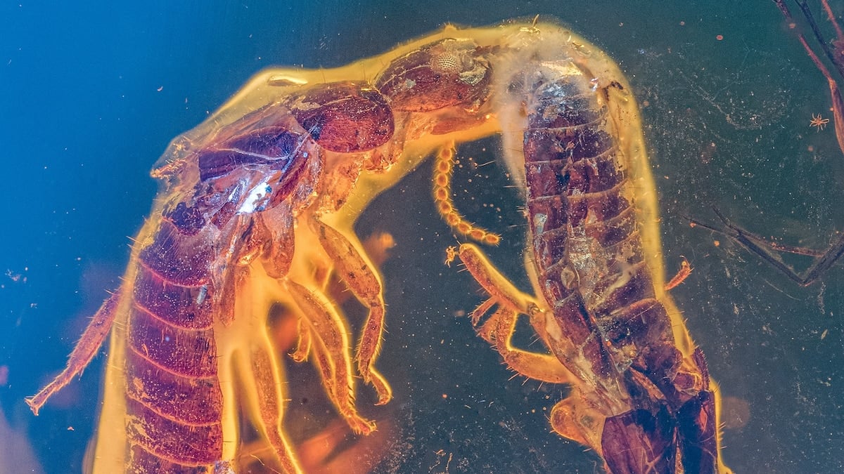 Featured image for "38-Million-Year-Old Termite Fossils Caught in the Act of Mating and Preserved in Amber"
