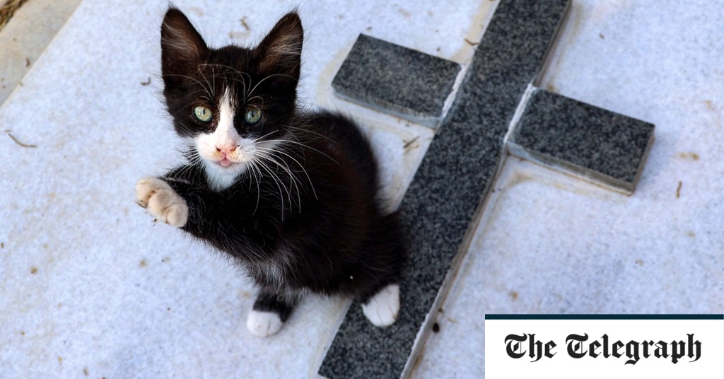 "Devastating Feline Coronavirus Outbreak Claims 300,000 Lives, Turning Cyprus into 'Island of Dead Cats'"