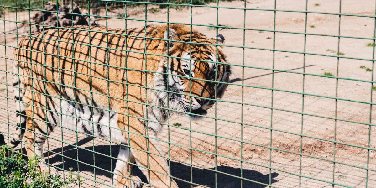 El Chapo's Sons and Sinaloa Cartel Members Charged with Fentanyl Trafficking and Tiger Feeding.