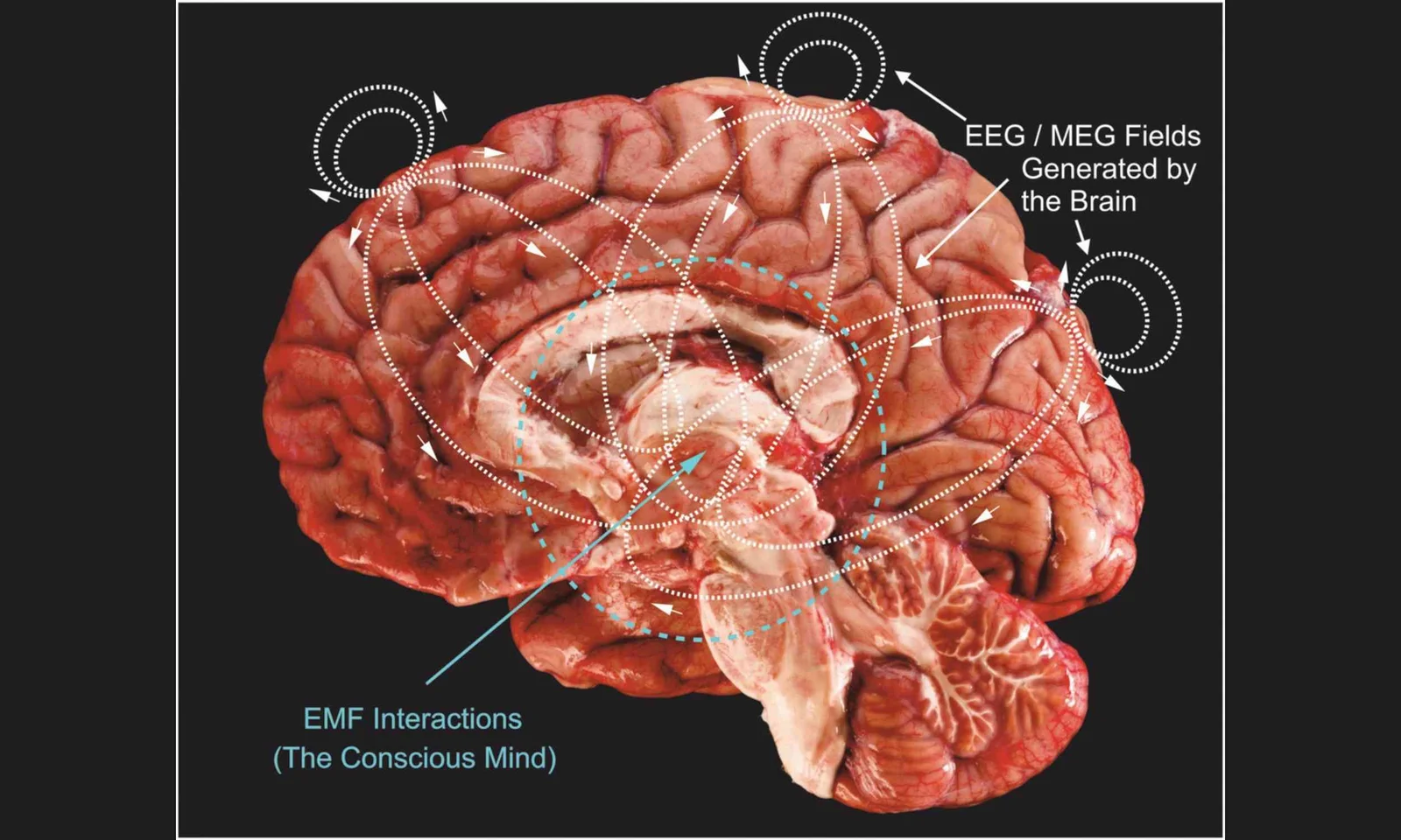 Brains Could Be Tuning Into Earth's Hidden Pulse