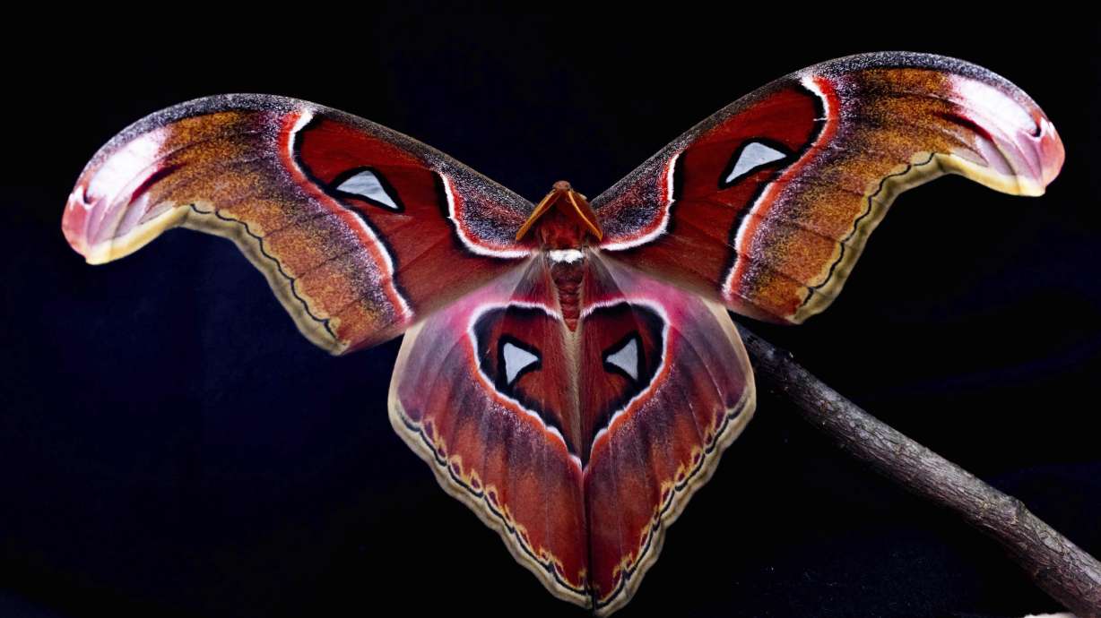 Featured image for The Confusion of Insects: Debunking the Attraction to Light Theory