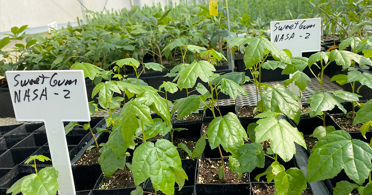 Featured image for "NASA and Forest Service Collaborate to Distribute Moon Tree Seedlings, Promoting STEM Education"