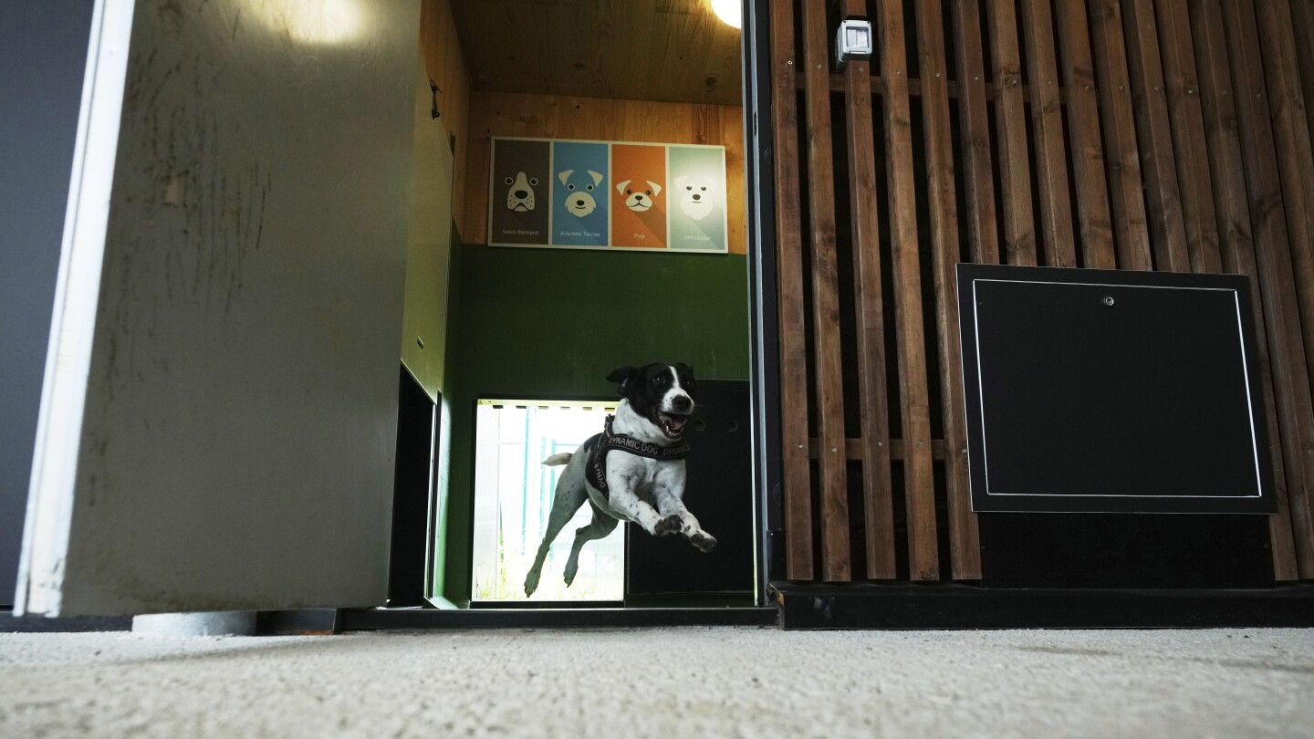 Featured image for Rome Airport Launches Luxurious Dog Hotel with Pampering Services