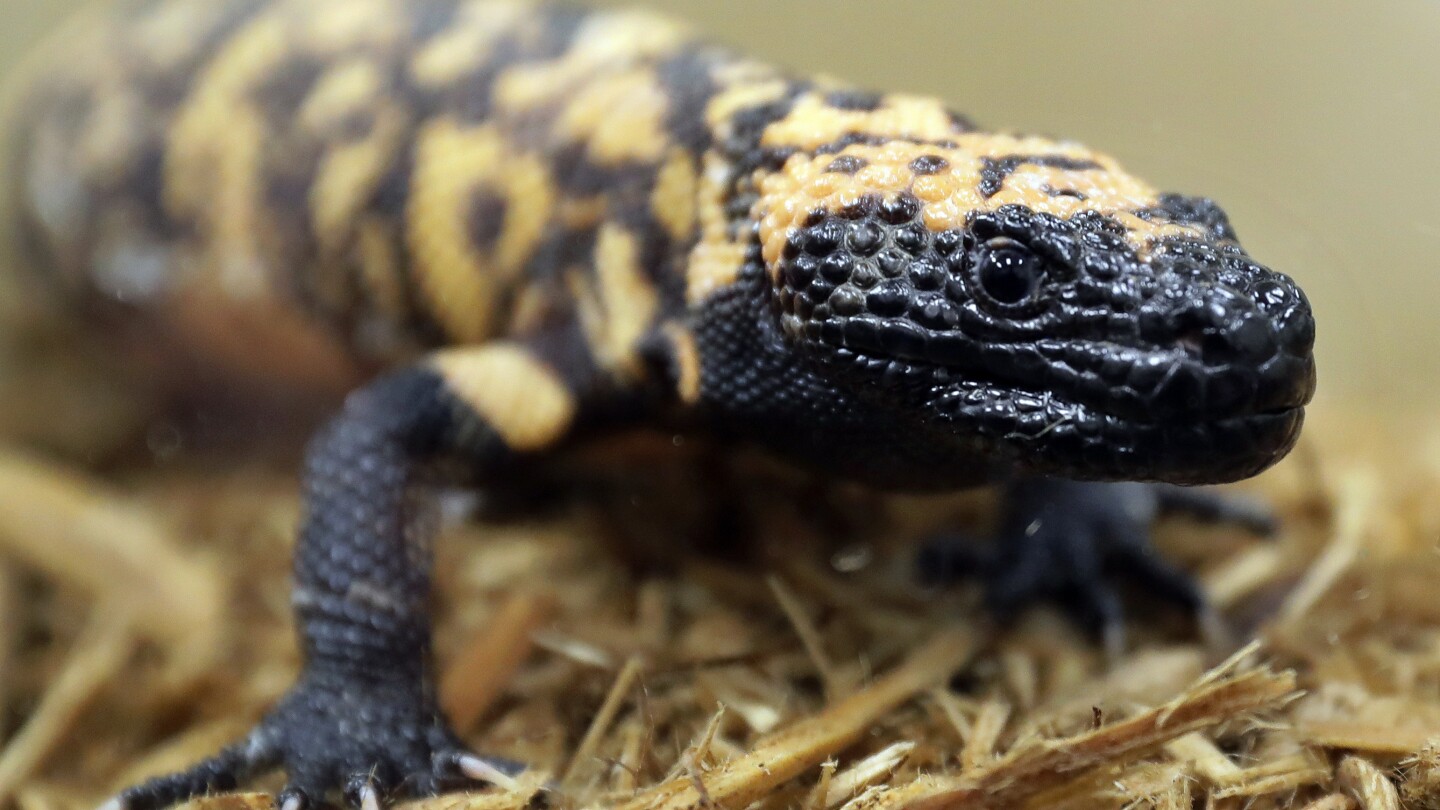 Featured image for "Pet Gila Monster Bite Claims Colorado Man's Life"