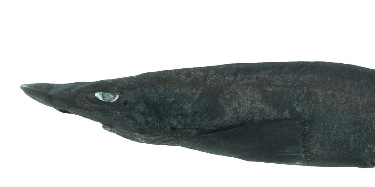 Newly Discovered Demon Catshark Has Ghostly White Eyes