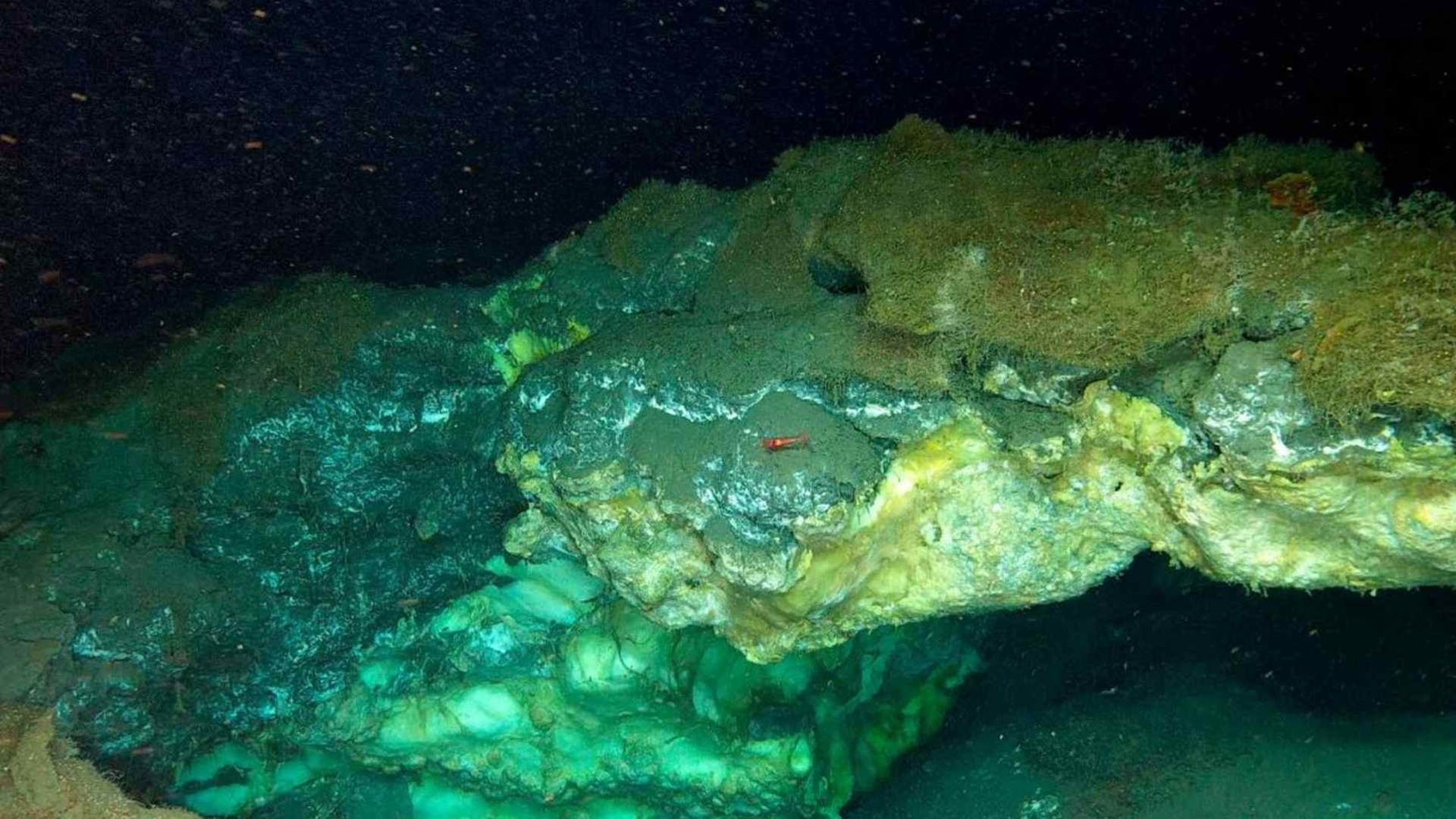 Featured image for Deep Arctic Discoveries Reveal Thriving Ecosystems Beneath the Ocean Floor