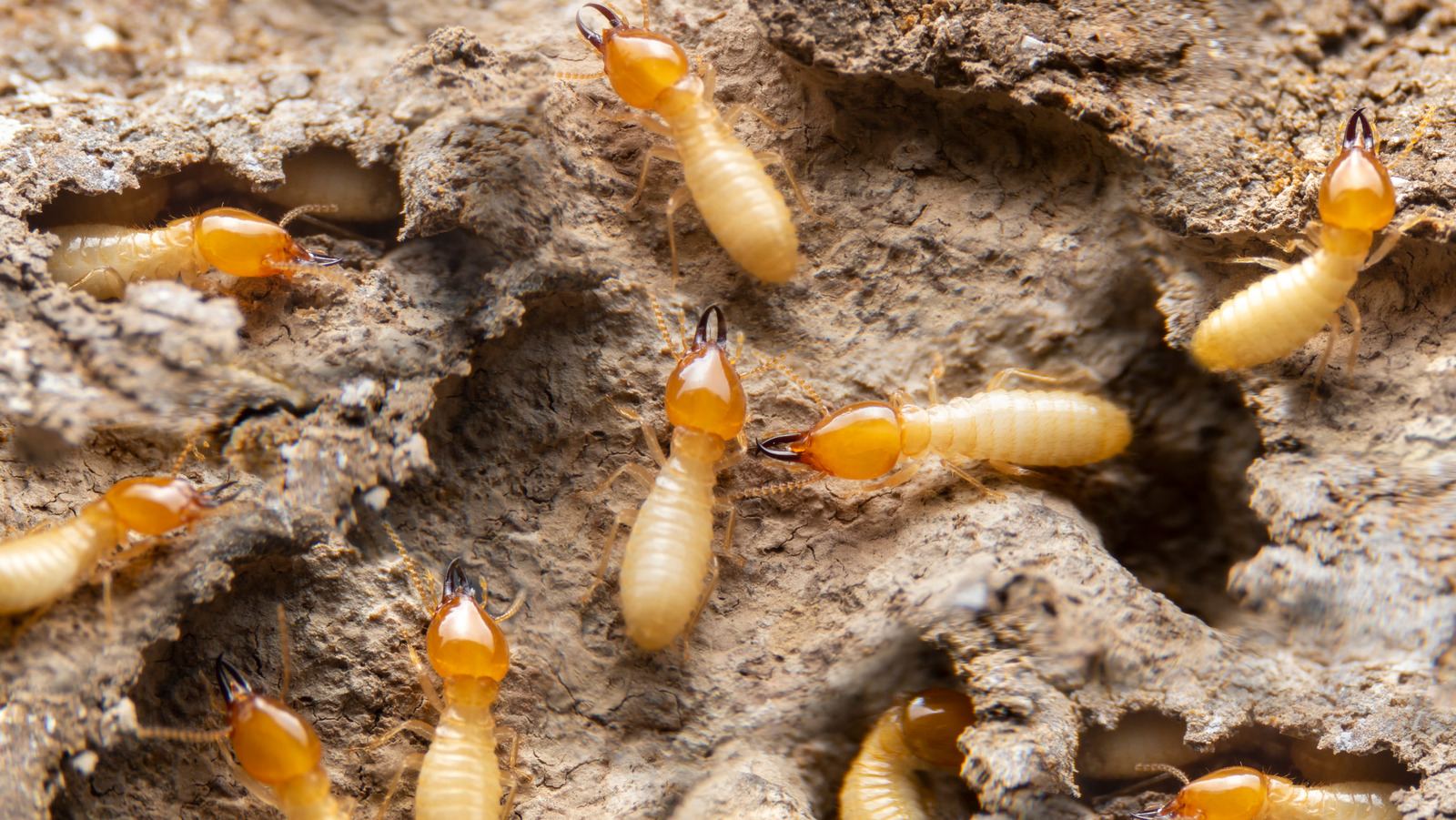 Featured image for The Surprising Kitchen Ingredient That Wipes Out Termites