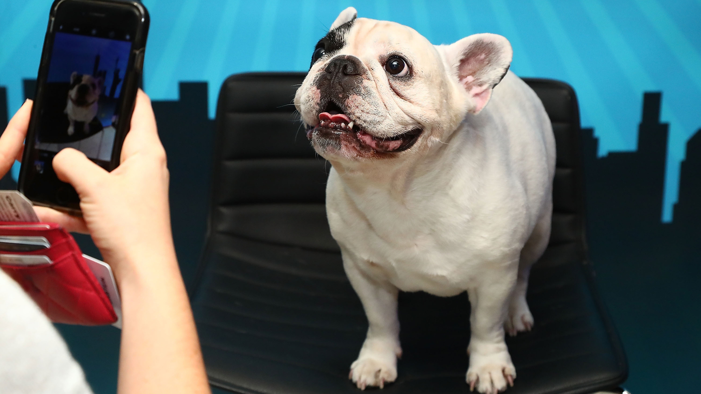 Featured image for "Top Dog Trends: French Bulldogs and Golden Retrievers Reign in America's Cities"