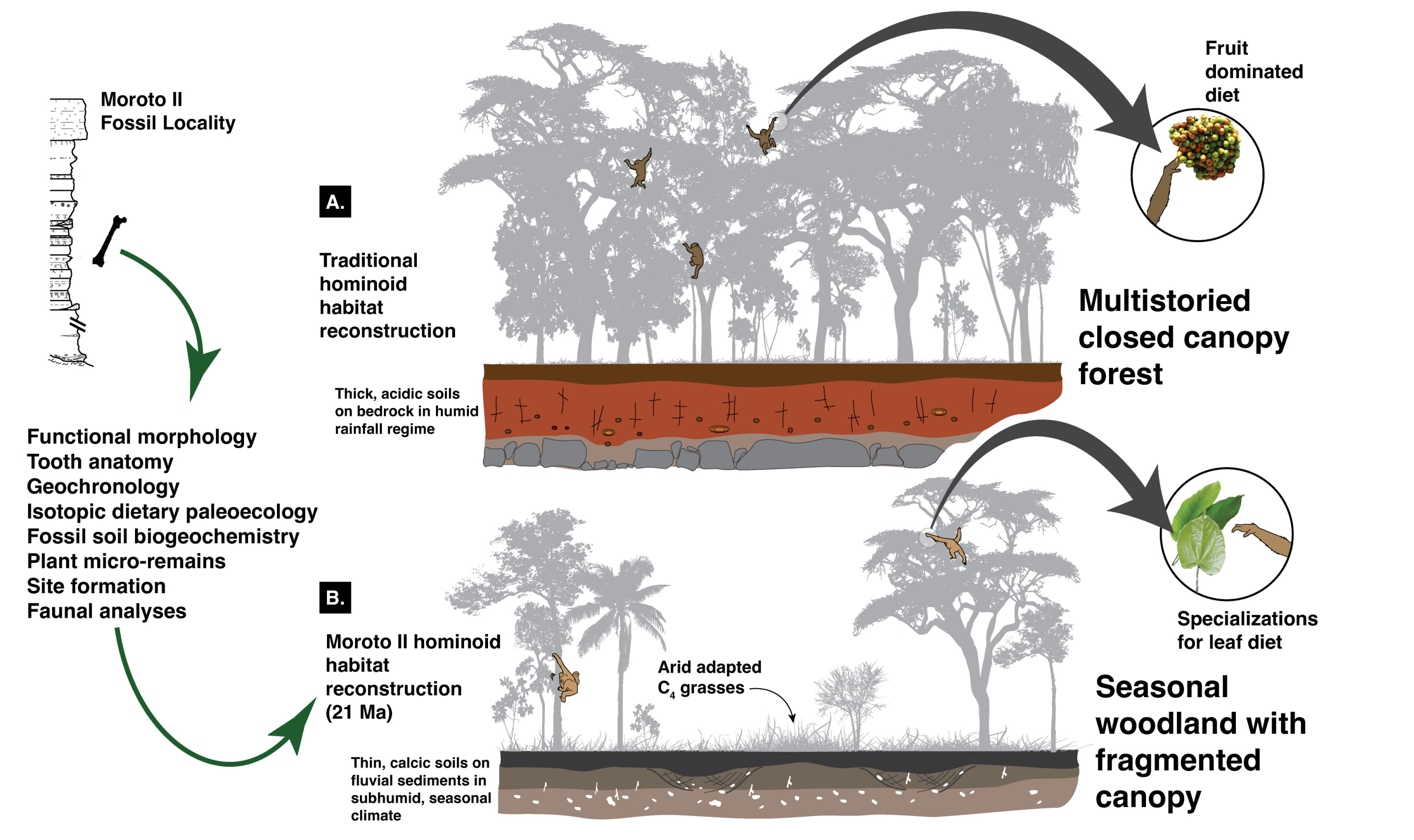 "Revisiting Ape Evolution: Leaves, Woodlands, and Prehistoric Timelines"