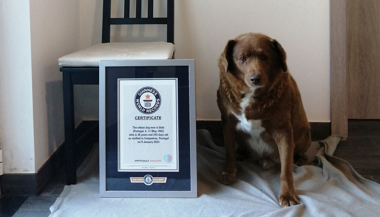 Featured image for "Guinness World Records Investigates Title of 'World's Oldest Dog' Bobi"