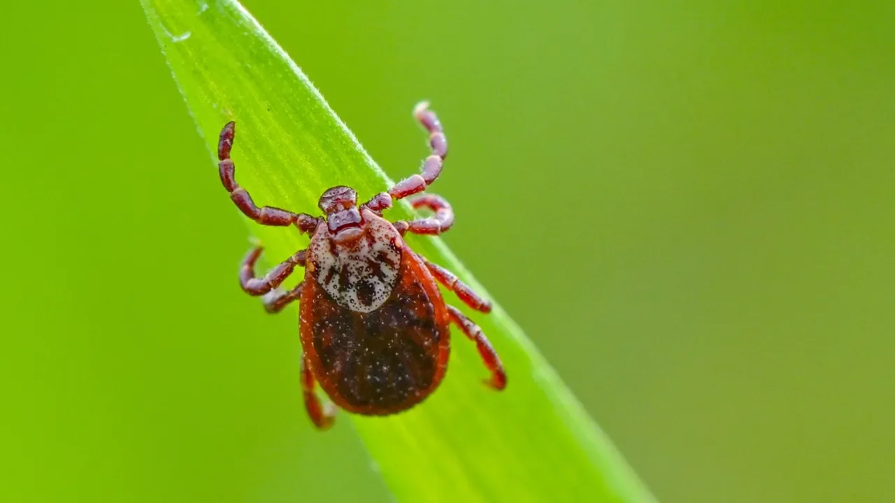 Fatal Consequences: Tick-Borne Disease Claims Rhode Island Woman's Life