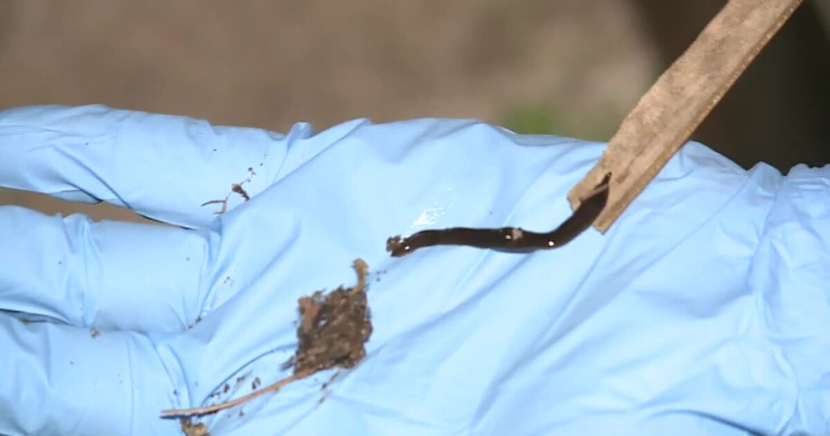 "Spread of Invasive Flatworms Across Florida Counties"