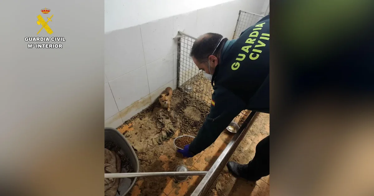 Featured image for Horrific Scene in Spain as 250 Animal Corpses Discovered Amid Survivor Cannibalism