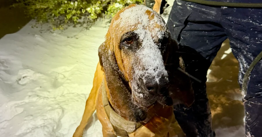 Snowstorm Rescue: K-9 Bo Traces Scent to Save North Carolina Boy
