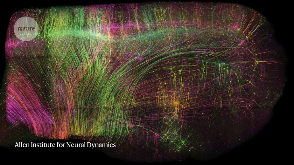 ExA-SPIM microscope revolutionizes brain imaging with high resolution and large samples