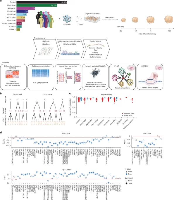 Diverse autism mutations converge on a shared chromatin-regulation network in stem-cell–derived human cortex