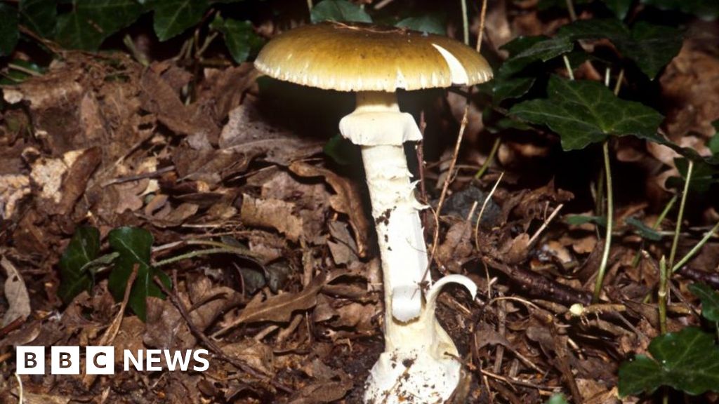 Featured image for "Erin Patterson on Trial for Murder in Suspected Mushroom Poisoning Case"