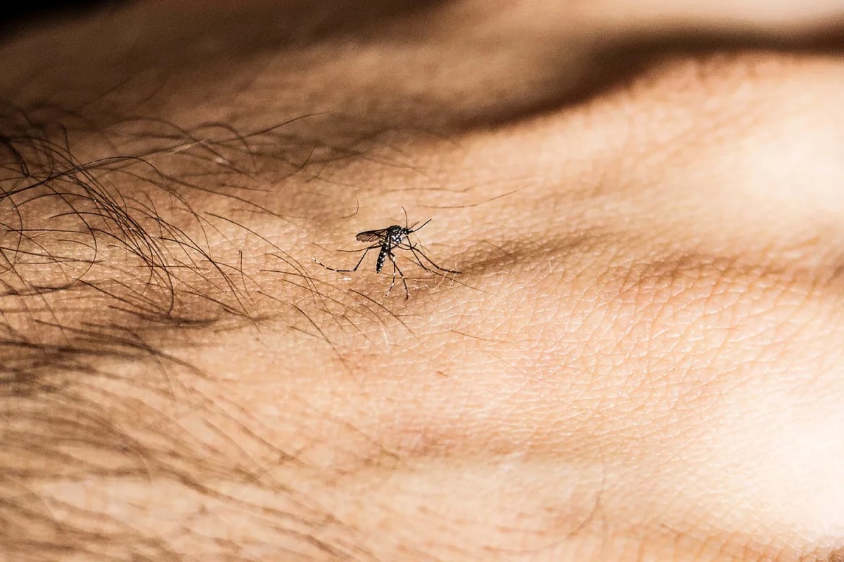 Featured image for "Dengue Fever Surge in Miami Raises U.S. Health Concerns"