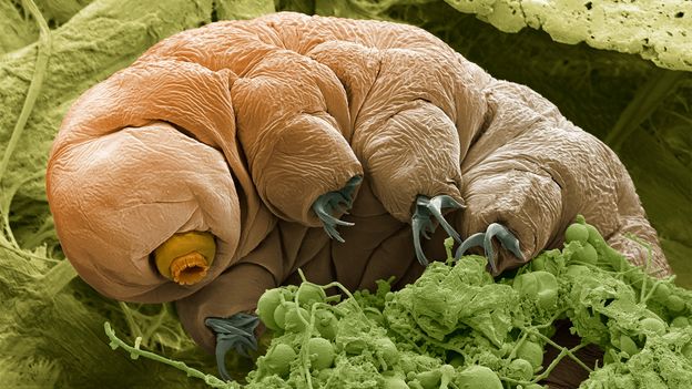 Featured image for Tardigrades: The Resilient Creatures That Could Safeguard Humanity