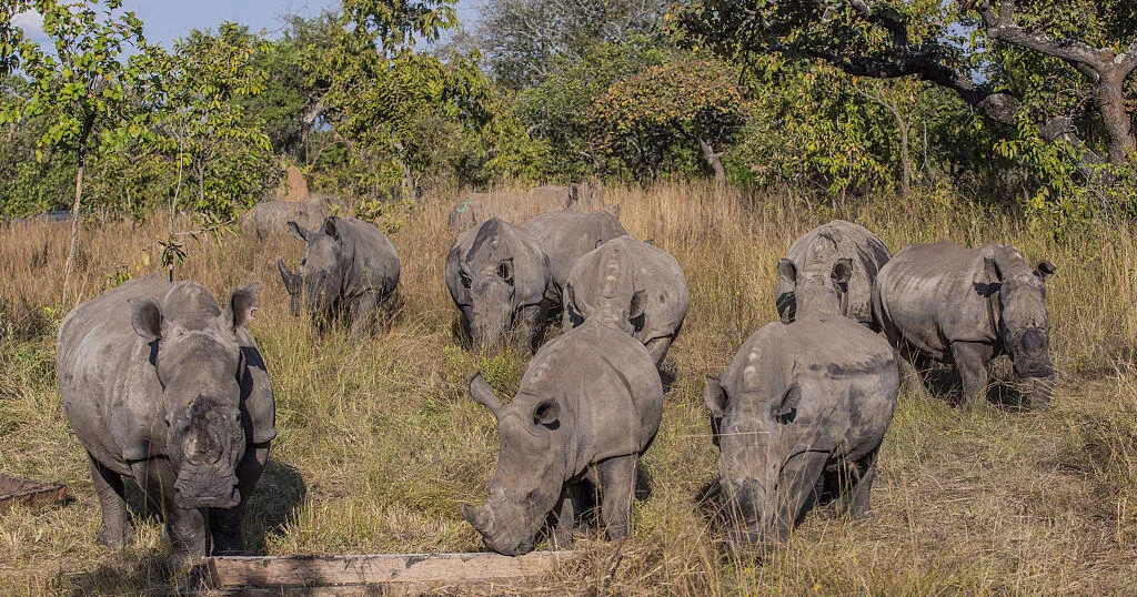 Featured image for South African Rhino Breeder Arrested in $14 Million Horn Trafficking Ring