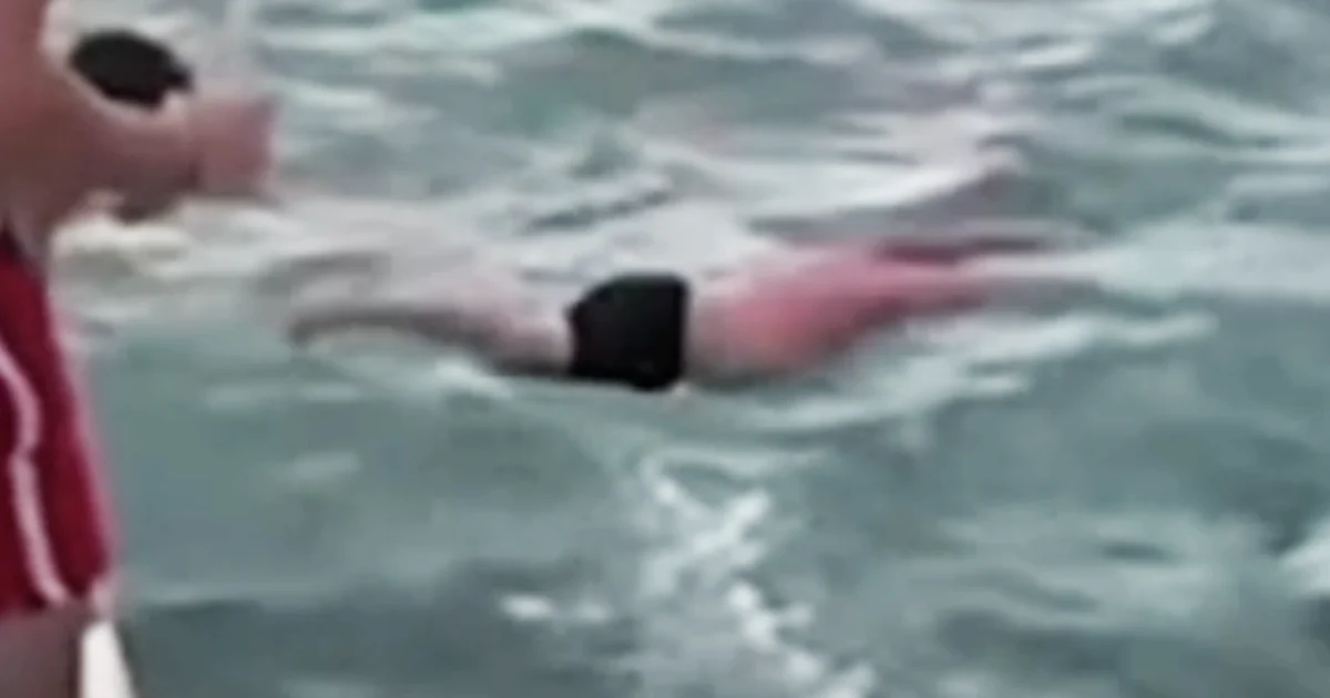 Featured image for New Zealand Man Fined for Attempting to Body Slam Orca