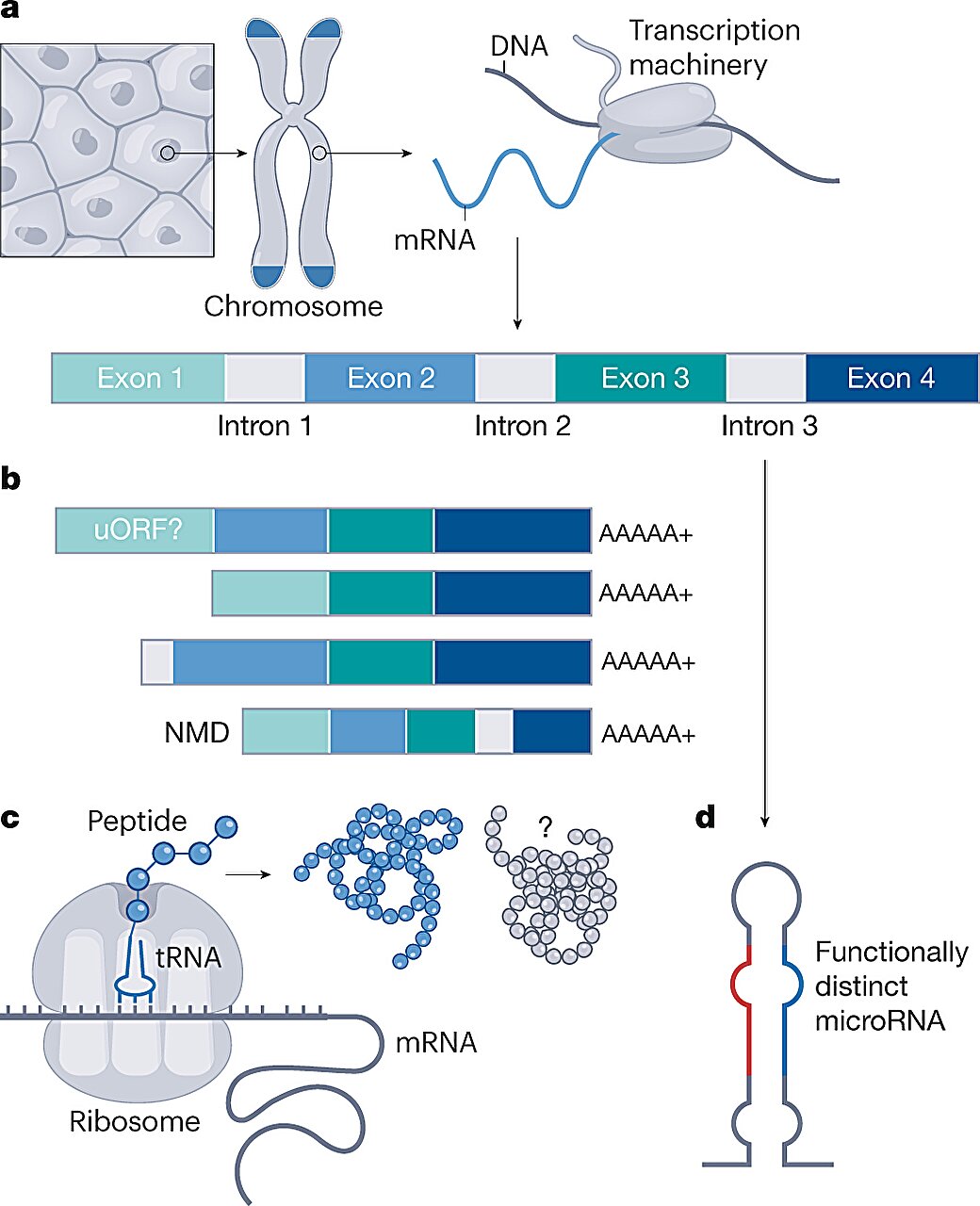 Featured image for Unveiling the Unfinished: Scientists Continue to Decode the Human Genome