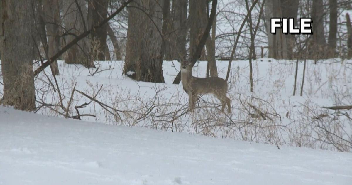 Featured image for "Rising Threat: 'Zombie Deer' Disease Poses Risks to Wildlife and Potential Human Spread"
