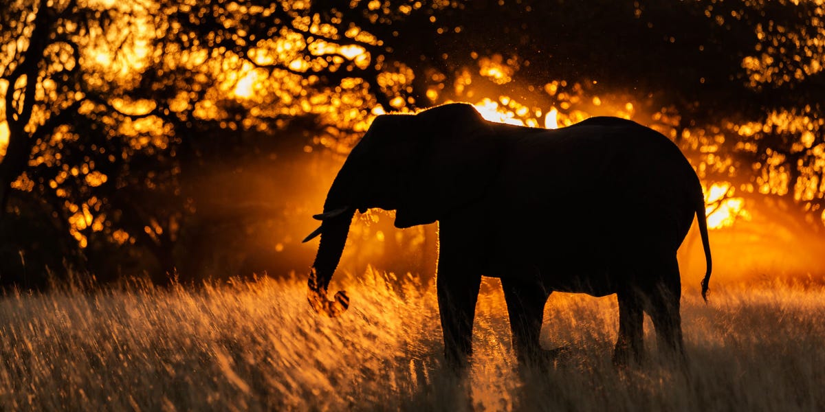 Elephant Mass Deaths: Scientists Uncover the Mystery