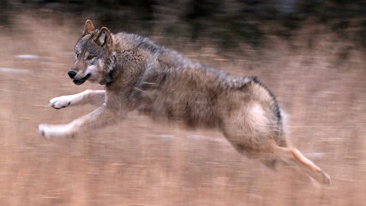 Featured image for "Colorado Officials Confirm First Wolf Attack on Livestock Since Reintroduction"