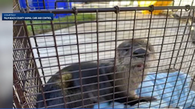 Featured image for "Florida Man Survives Vicious 41-Bite Attack by Rabid Otter"
