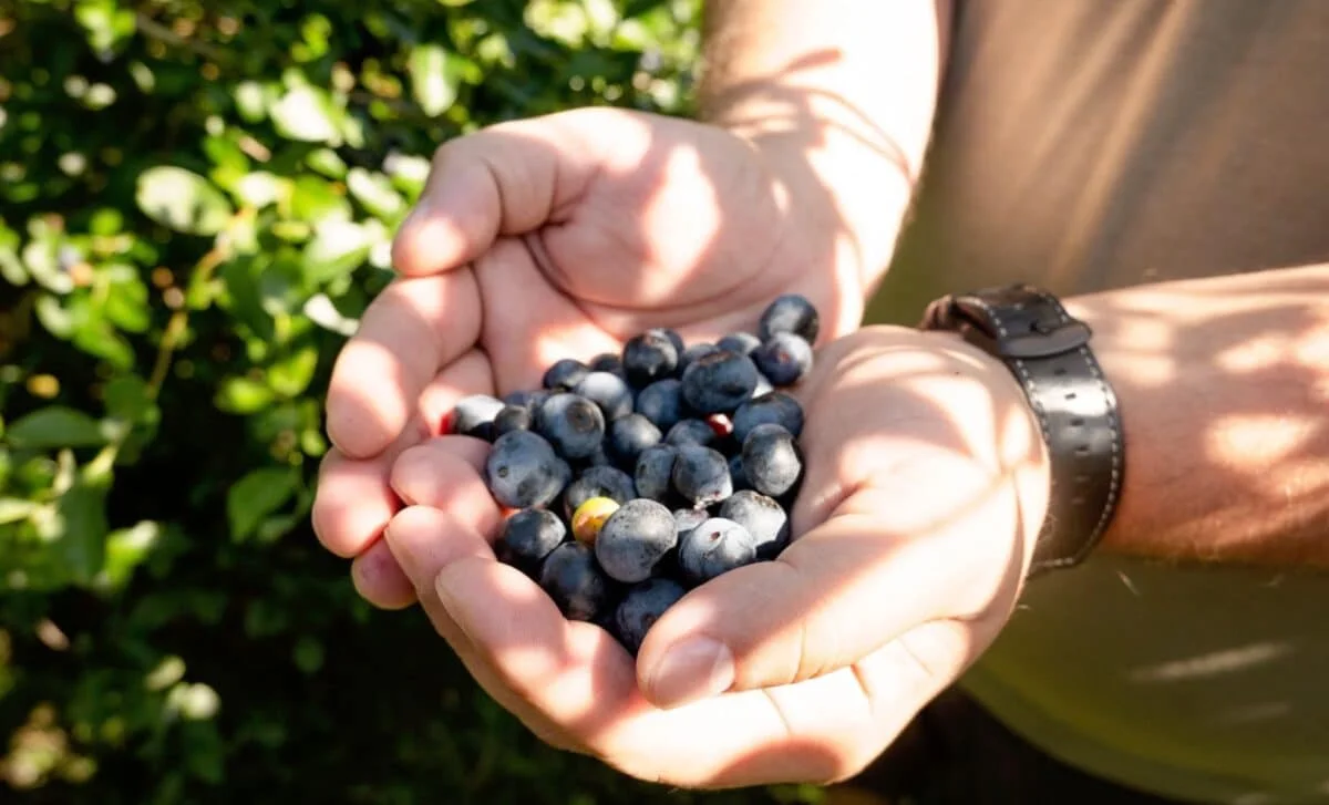 Wild Blueberries May Boost Vascular Health—and More—Within Hours