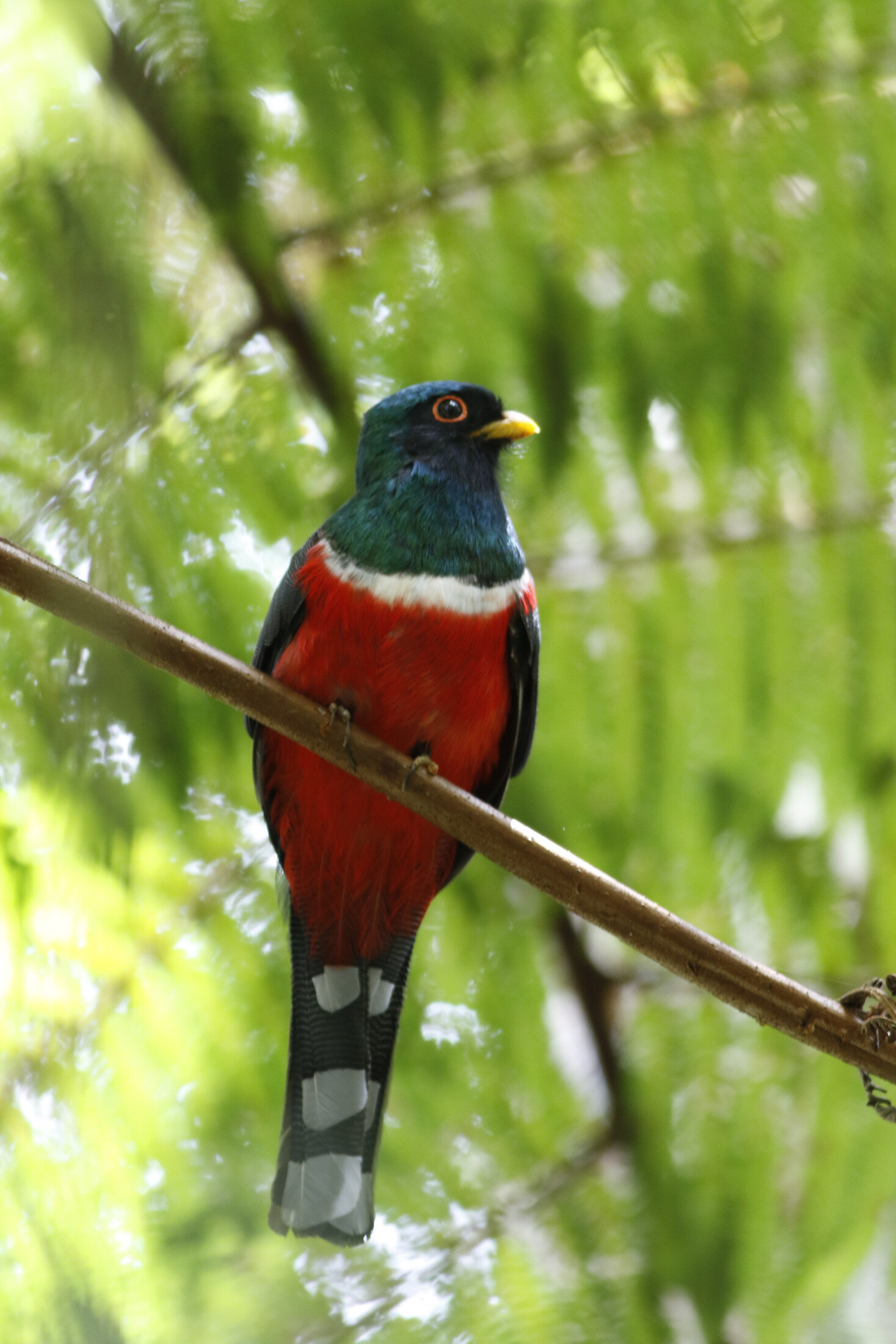 "Preserving Andean Bird Species: Effective Strategies to Combat Deforestation"