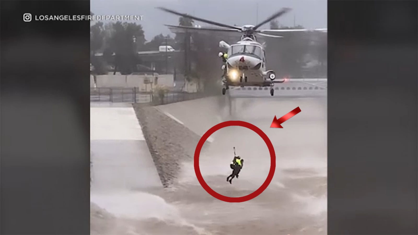 Featured image for "Heroic Dog Rescues Spark Dramatic Water Rescues in Los Angeles"