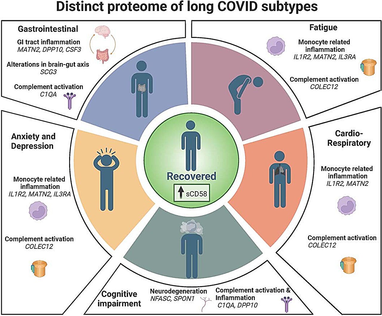 "Blood Traces: Uncovering Mechanistic Subtypes and Inflammatory Responses in Long COVID"