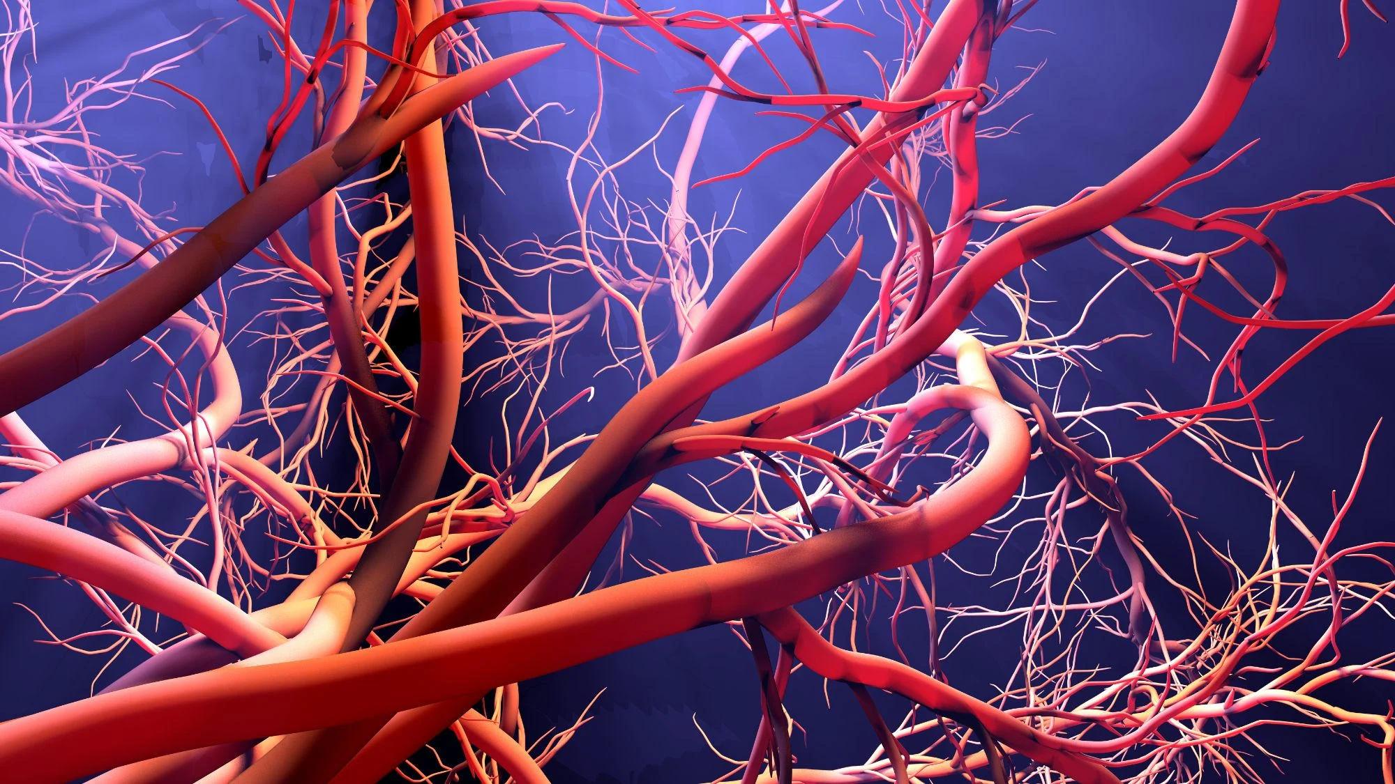 Featured image for Breakthrough Protein May Reverse Vascular Aging