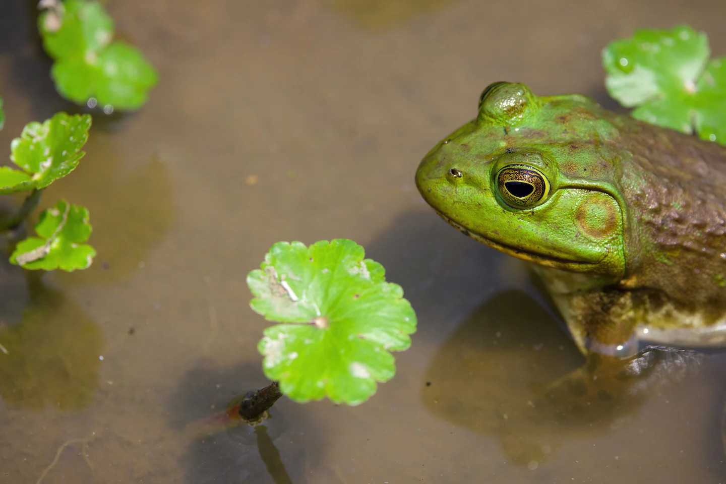 Featured image for Midweek Rain and Cooler Temperatures Expected in D.C. Area