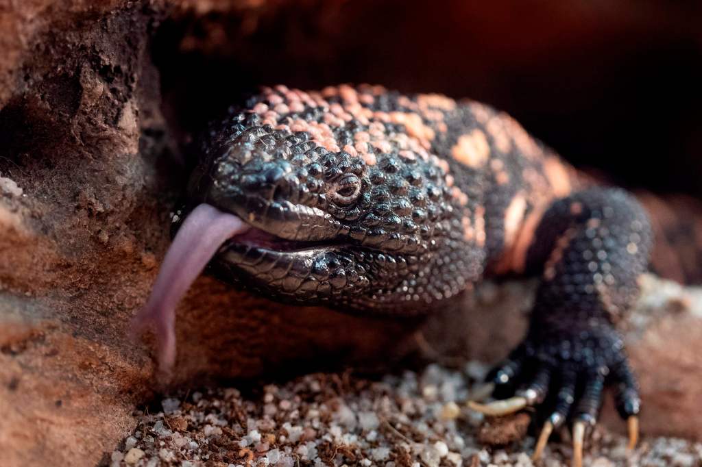 Featured image for "Fatal Bite: Colorado Man Dies After Pet Gila Monster Attack"
