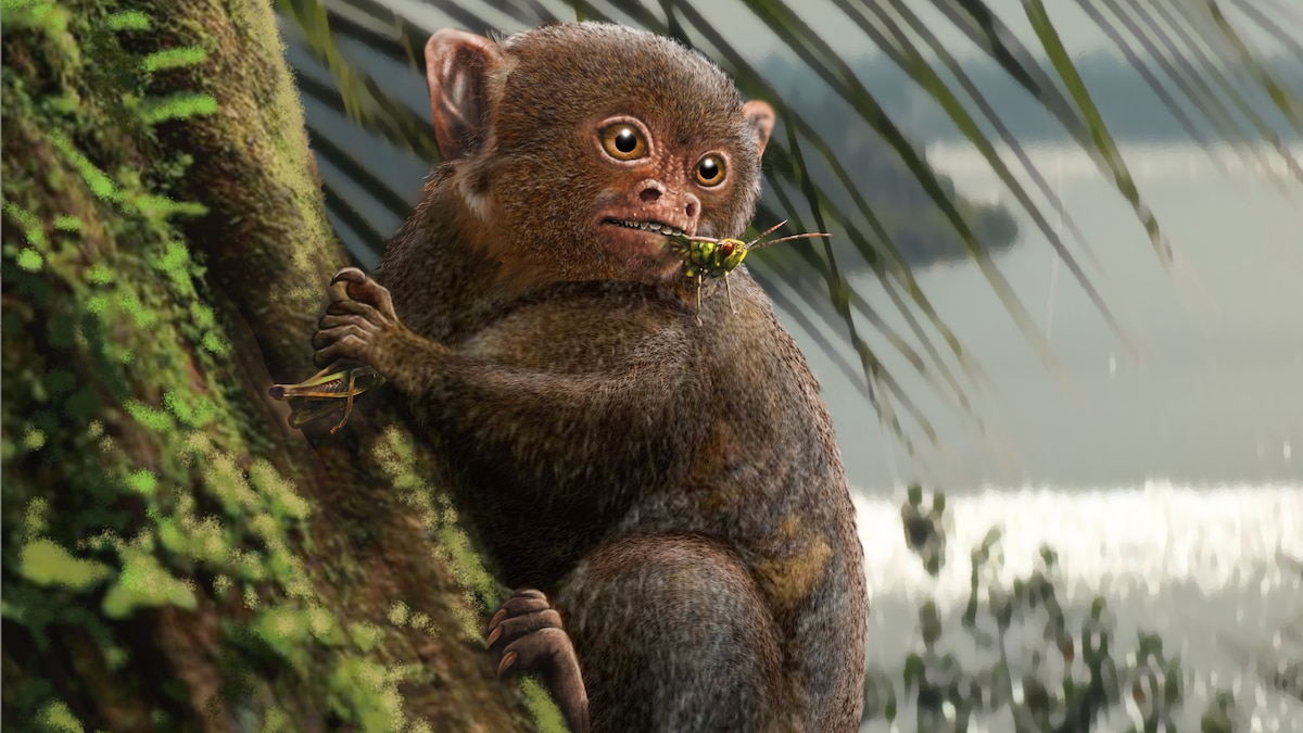 Ancient Monkeys' Transatlantic Journey: Unveiling a Third Monkey Species