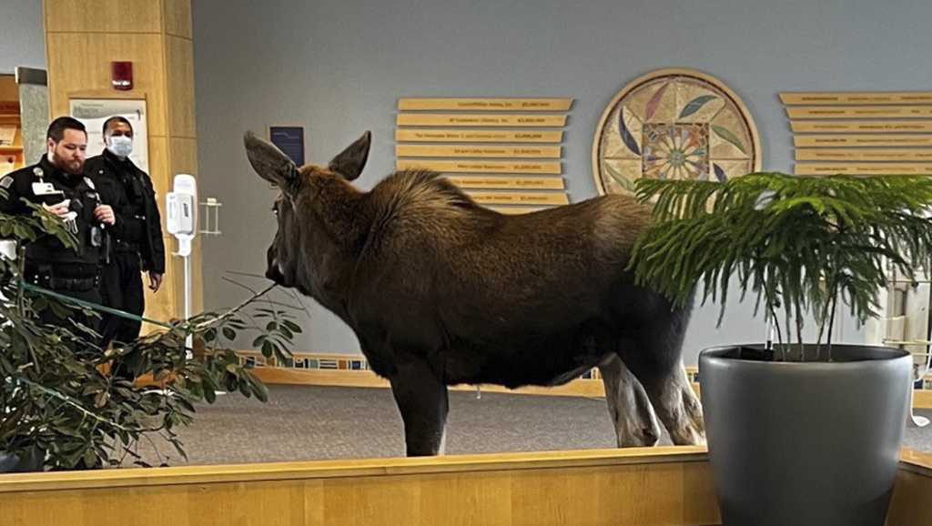 Moose causes chaos in Alaska hospital lobby by feasting on plants.