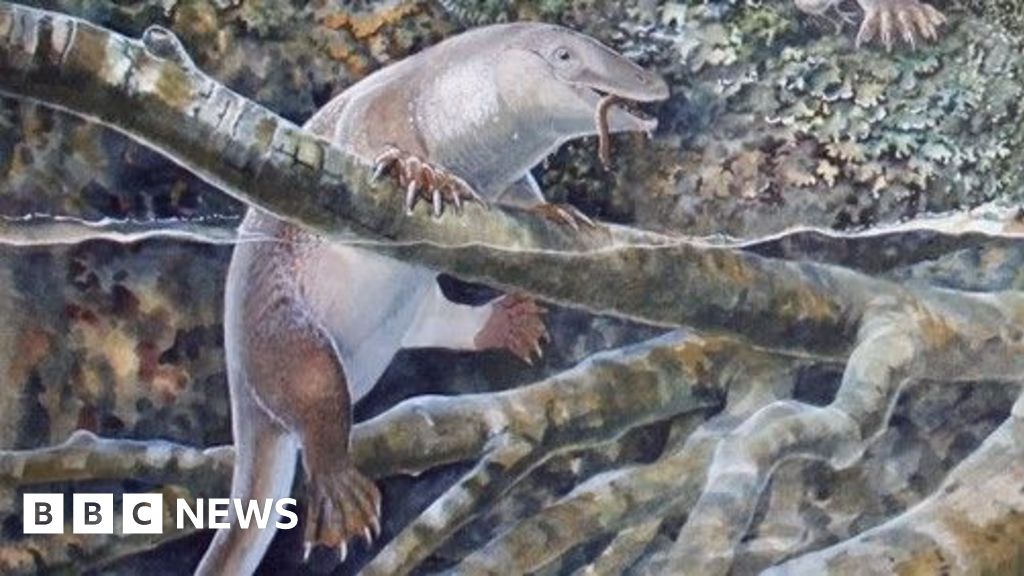 Featured image for "Ancient 'Echidnapus' Fossil Unveils Australia's Monotreme Era"