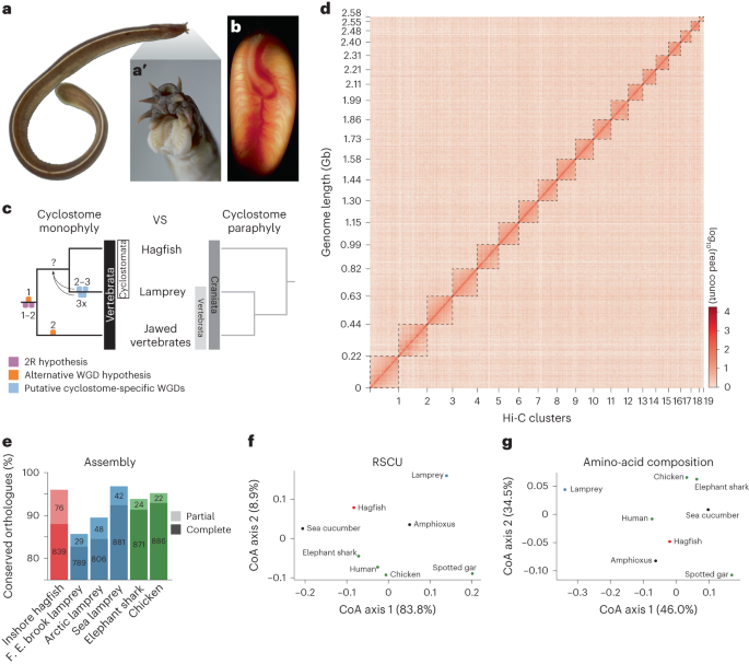 Featured image for Unraveling the Hagfish Genome: Insights into Vertebrate Evolution