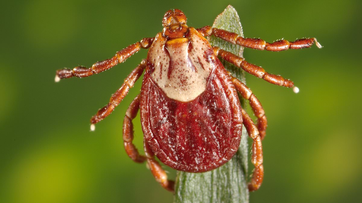 Featured image for CDC warns of deadly Rocky Mountain spotted fever outbreak, three dead and two hospitalized
