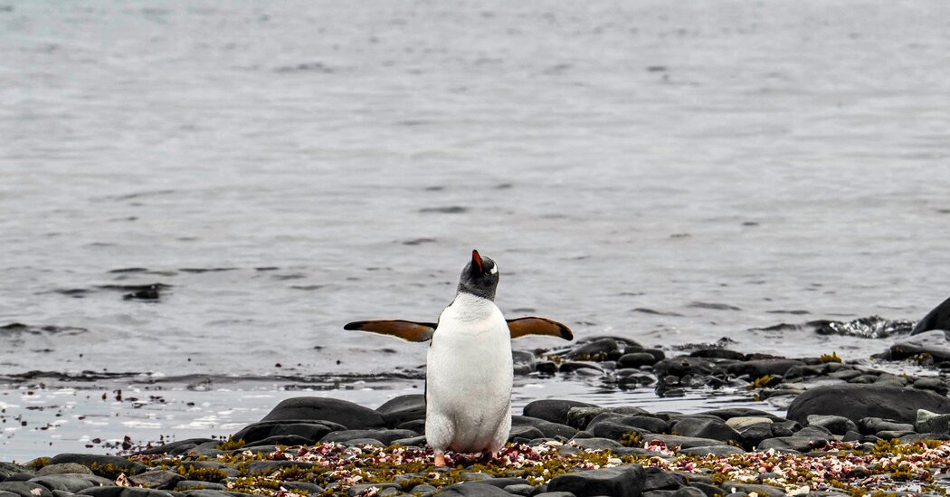 Featured image for "Antarctic Penguins Succumb to Deadly H5N1 Bird Flu Outbreak"