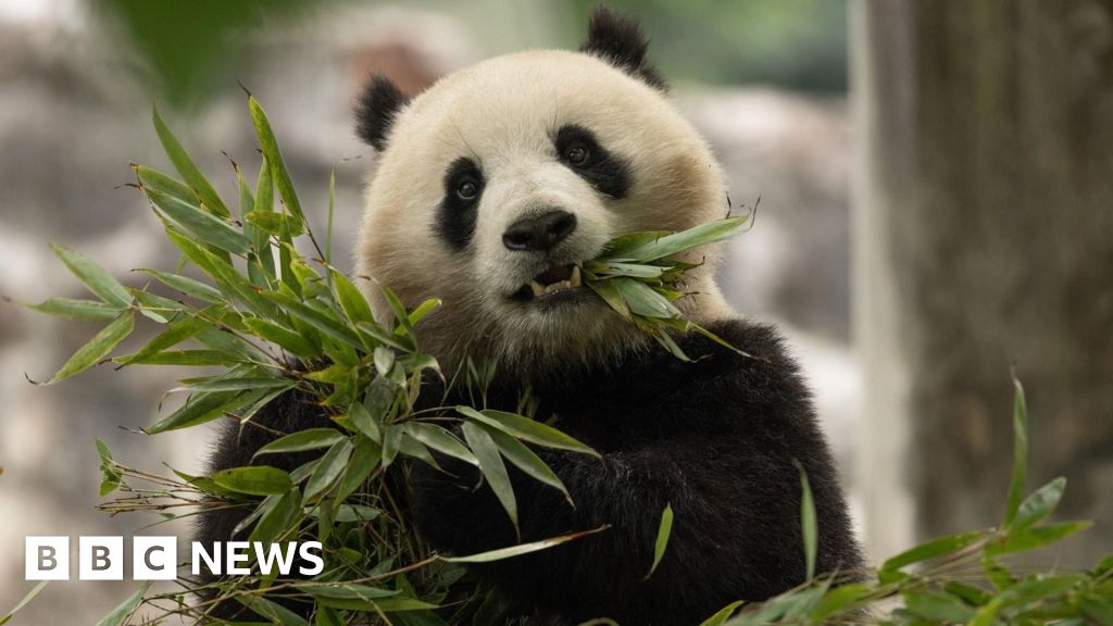 Featured image for New Giant Pandas Arriving at D.C.'s National Zoo
